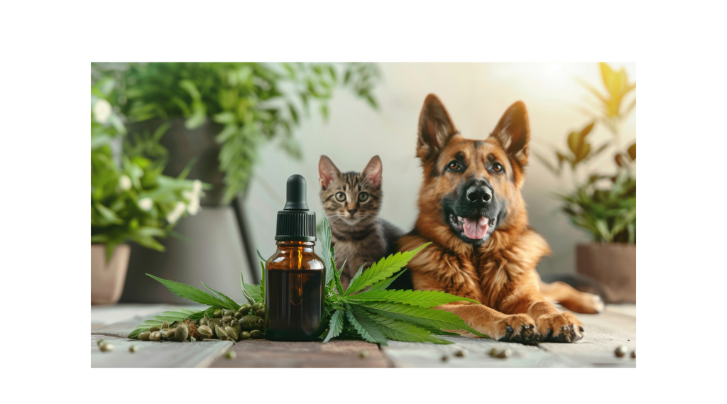 CBD for Pets: A Holistic Approach to Pet Care