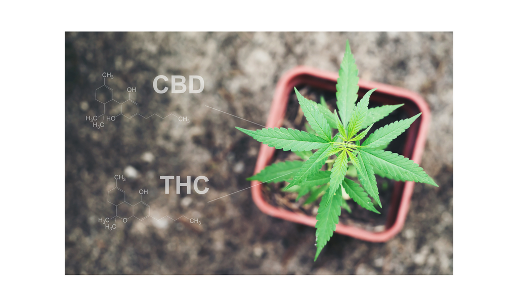 CBD vs. THC: What's the Difference?