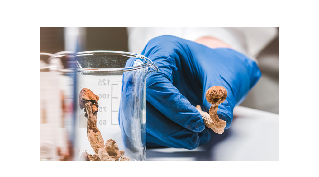 The Science Behind Mushroom Extracts: How They Work in Vapes and Gummies