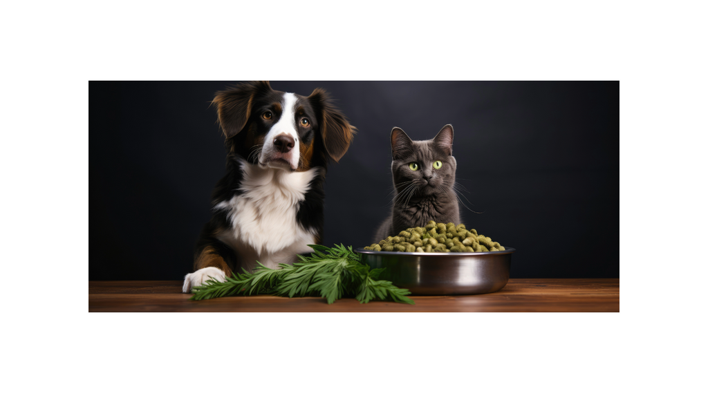 Using CBD Treats for Your Pet – How They Differ Between Dogs and Cats