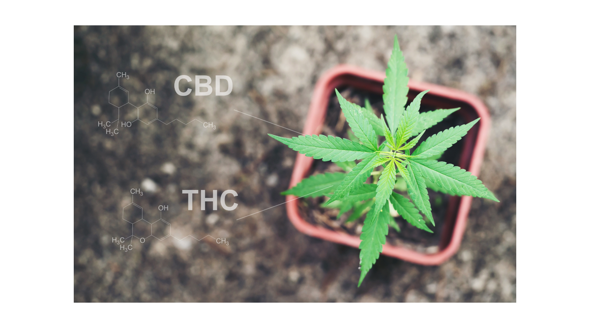 Hemp to Hype: The Future of CBD & THC in Wellness Culture