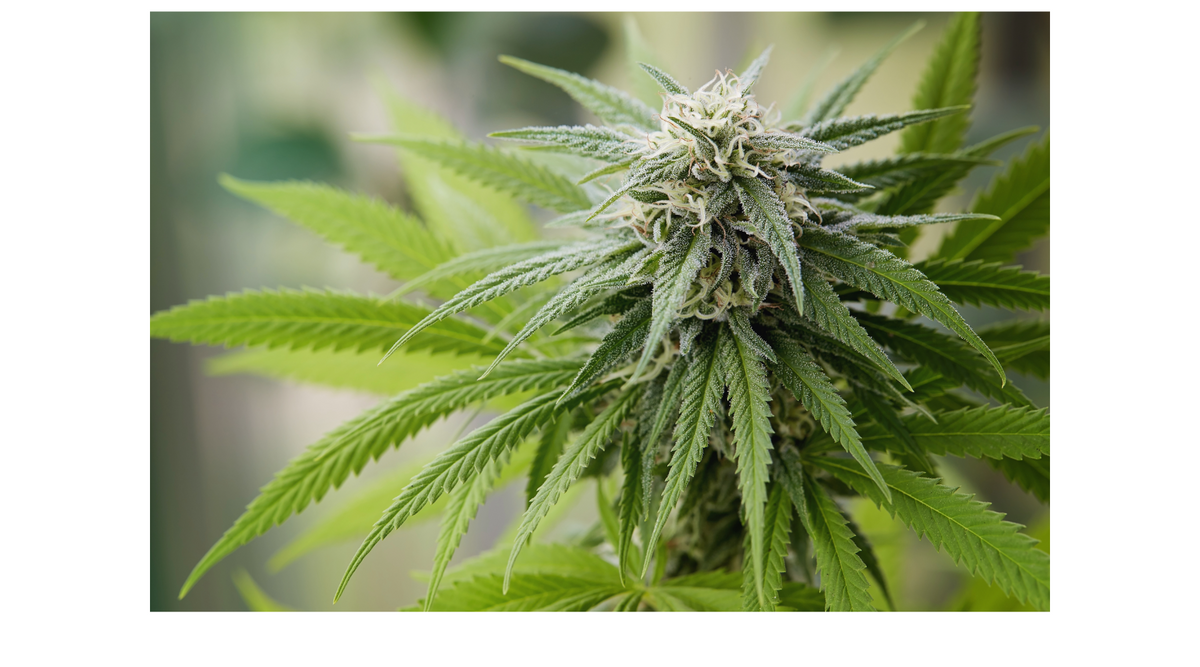 The Best Sativa Strains for Uplifting and Increasing Energy