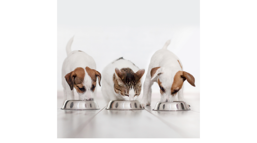 How CBD Can Help Increase Your Pet's Appetite: Benefits and Reasons to Consider It