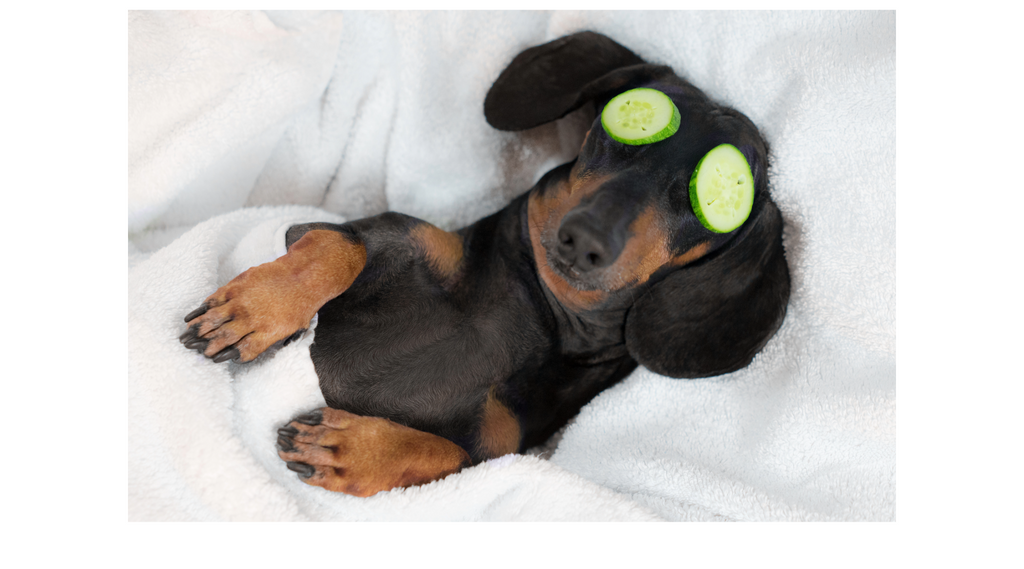 How CBD Reduces Anxiety in Dogs: A Natural Solution for Your Furry Friend
