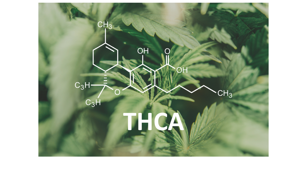 THCa vs THCp. What are the differences between them?