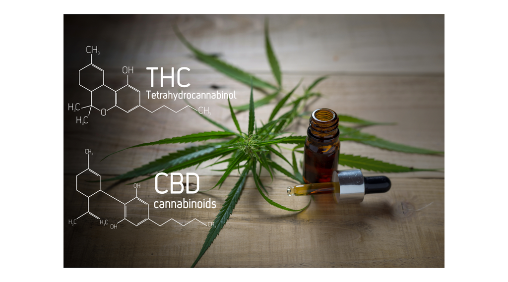 CBD vs. THC: The Ultimate Face-Off – Which One Wins for You?