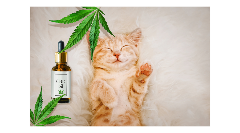 How CBD Can Help Your Pet with Seizures: What You Need to Know