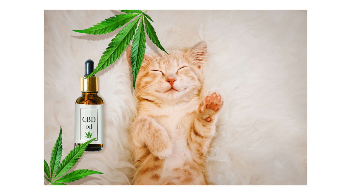 How CBD Can Help Your Pet with Seizures: What You Need to Know