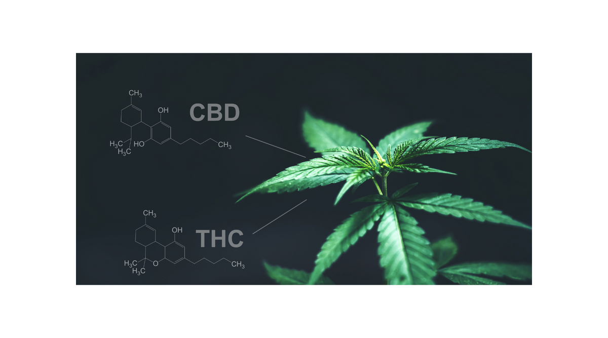 CBD vs. THC: Understanding the Key Differences