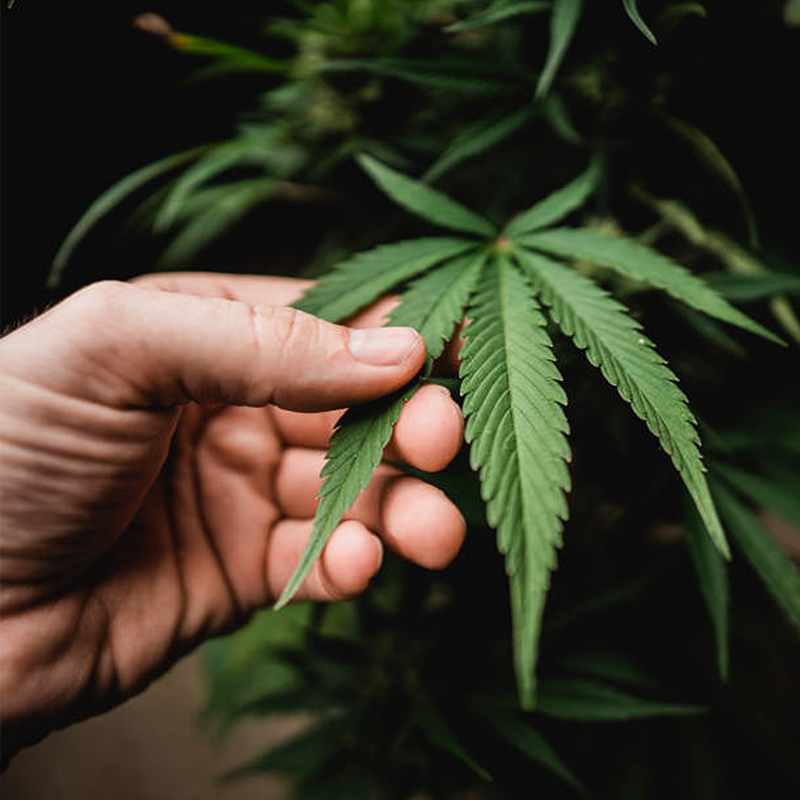 Hempstaurant
